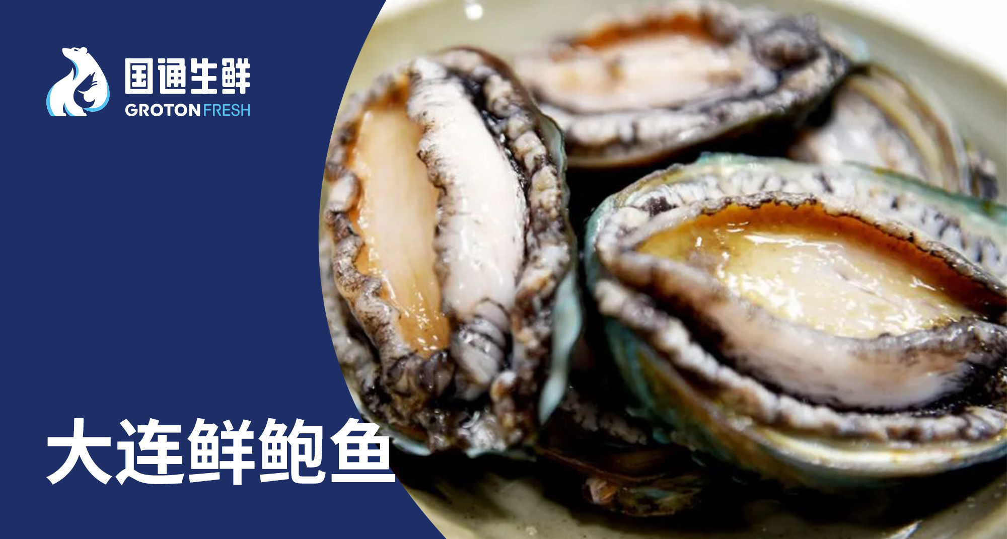鲍鱼封面.jpg